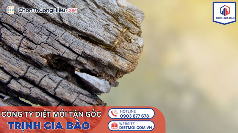 Cong-ty-diet-moi-trinh-gia-bao-cung-cap-dich-vu-diet-moi-tan-goc-tai-nha-chuyen-nghiep-chonthuonghieu