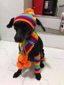 Bobby Pet Đà Nẵng