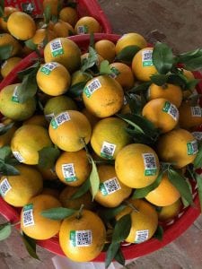 Thực Phẩm Sạch, Rau Hữu Cơ Mộc Đà Nẵng