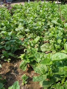 Thực phẩm sạch H’farm Đà Nẵng