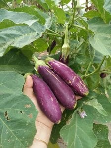 Thực phẩm sạch H’farm Đà Nẵng