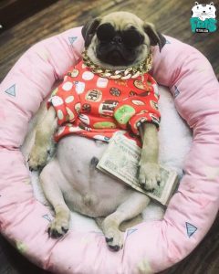 Siêu thị đồ thú cưng PetCity Đà Nẵng