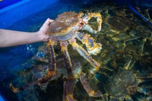 Cửa hàng Sói Biển Hà Nội