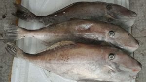 Chợ Đầu Mối Hòa Cường Đà Nẵng