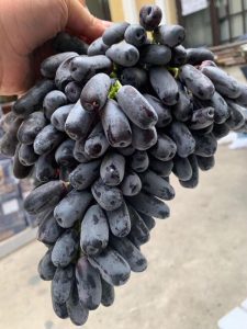 Trái cây nhập khẩu - Biên Hòa Fruits Biên Hoà